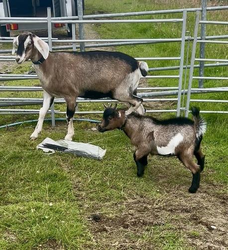 🐐 £5,000 Reward– Missing, 2 Tame Pet Goats