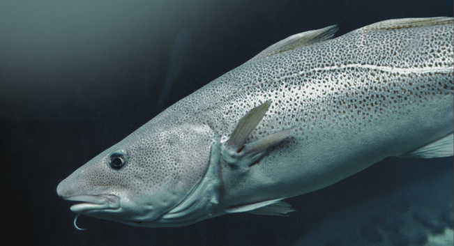 Decent landings through Iceland's inshore season brings cod supply relief, price drop