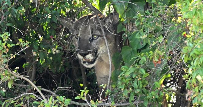 'Go away!' SoCal hiker captures close encounter with mountain lion on video