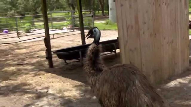 How a missing emu in Seminole County was found
