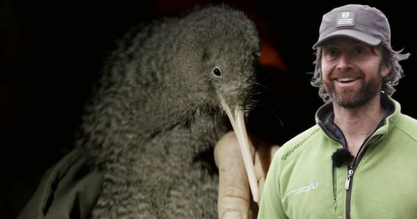 Iain Graham at DOC called the search for the kiwi "surreal".