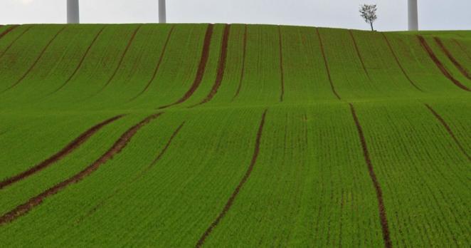 Das Bild zeigt eine ausgeräumte Agrarlandschaft.