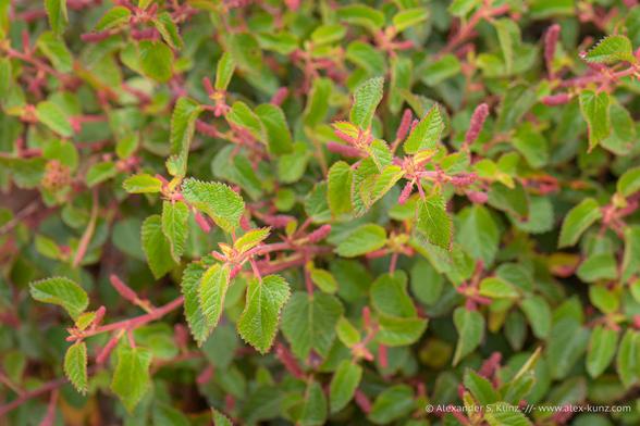 Close-up photo showing a shrub's twigs with green leaves that have toothed red margins, and red inflorensces.