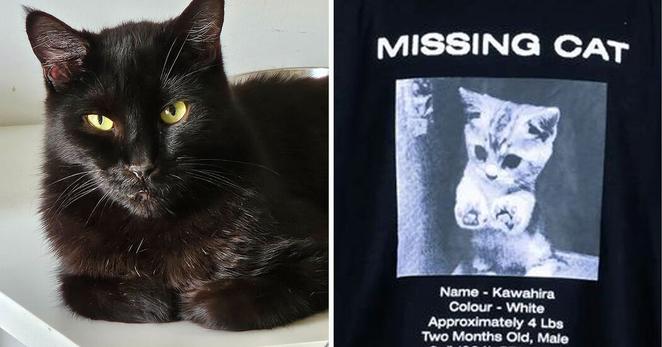 Natasha Lavoie’s cat, Mauser, left, bears no resemblance to a fictitious missing cat featured on T-shirts sold online. But her cellphone number is on the shirts, which prompted a flood of calls.
