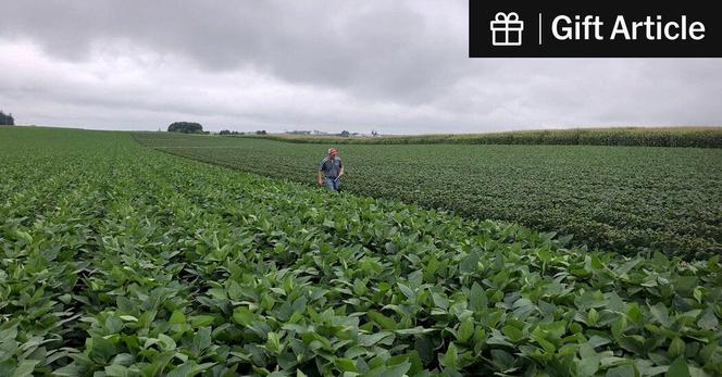 Soybean fields being inspected as part of a University of Wisconsin research trial into whether the weed killer dicamba drifted away from where it was sprayed in Arlington, Wis., in 2018.