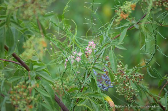 Close-up photo showing a tangle of shrubs and vines, with a small bee nectaring on the flower cluster of a climbing milkweed vine. Close-up photo showing a tangle of shrubs and vines, with a small bee nectaring on the flower cluster of a climbing milkweed vine.