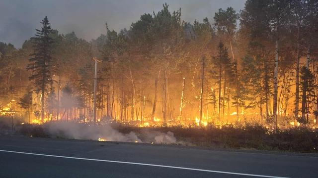 Des arbres en feu le long de la route.