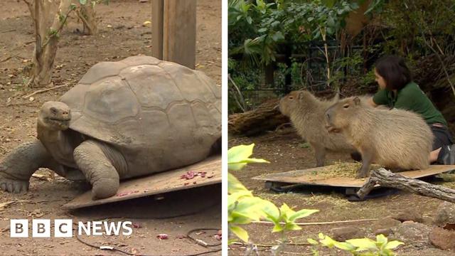 A Giant Galapagos tortoise in a split screen with two capybaras on the right