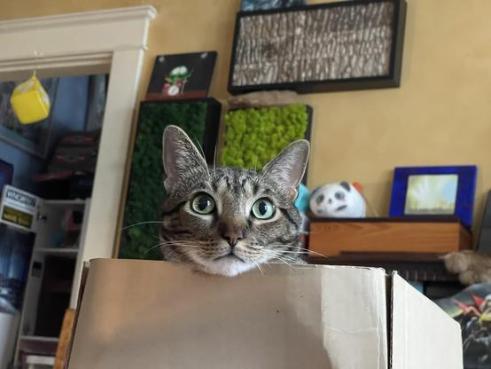 cat named grayson indoors with box moss and bark