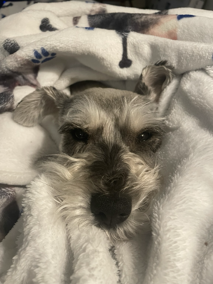 Photo of Penny(mini schnauzer) in a blanket